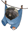 honden1362