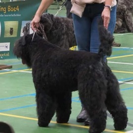 Vinoux Ms Bunty v Rijn en IJsselland.jpg