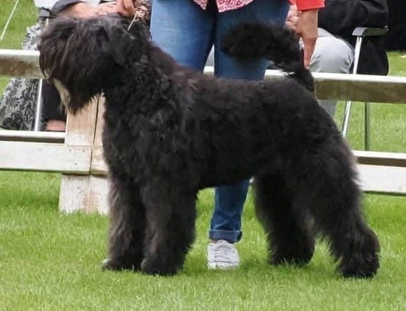 Suzie Q Phoebe v Rijn en IJsselland HD A,ED vrij . ECVO vrij en ICAA vrij