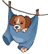 Puppy nieuws